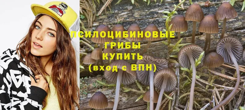 Псилоцибиновые грибы Cubensis  сайты даркнета какой сайт  Шелехов 